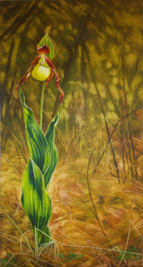 Cipripedium Calceolus painting.jpg