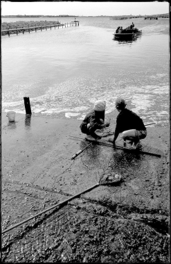 Reportage Etang de Thau. Boitier Nikon F4s - Film Tmax 400