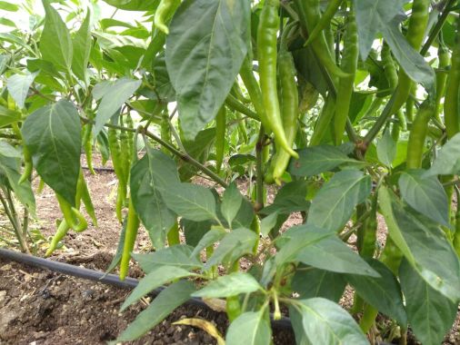 Organic Mirchi in my field