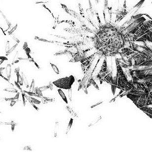 Inula Photo