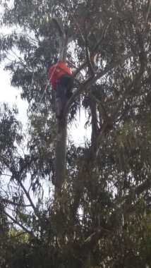 Tala de eucaliptus en cachagua 5ta region