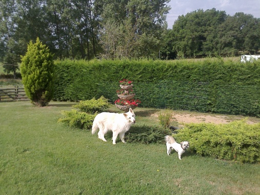 Delphes une gentille Berger Suisse.