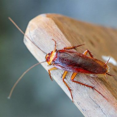 Pest Control Ballarat