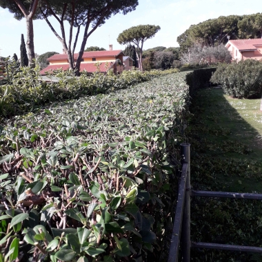 Ms Giardinaggio