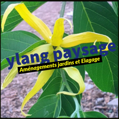 Ali Ylang Paysage Ei