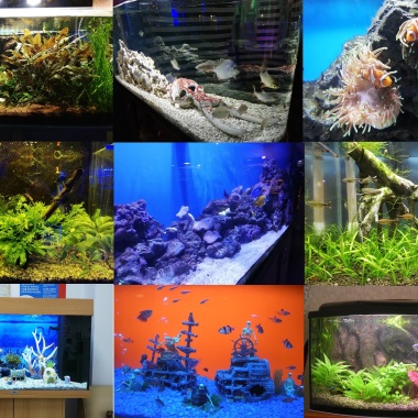 Service D'Aquarium