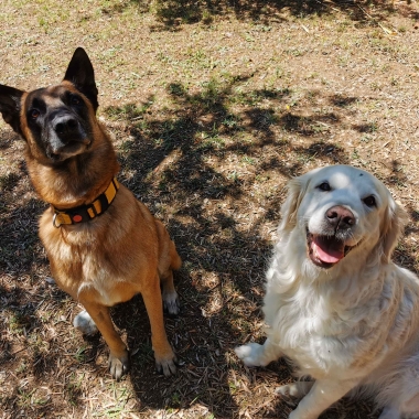Ariane Éducation Canine